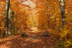 金秋森林落叶美景图片